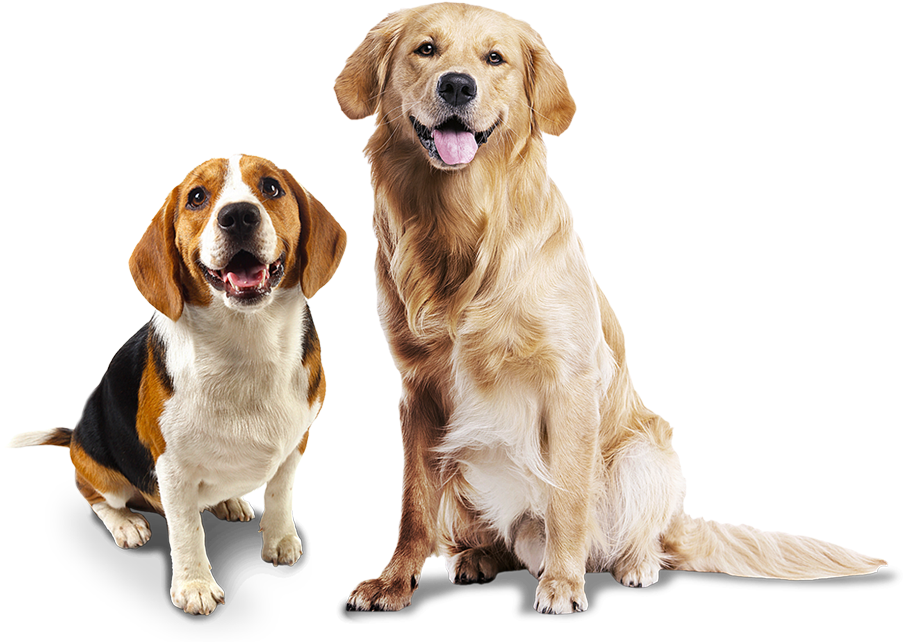 Confira Nossas Marcas De Produtos Para Cães - Animal Photo White Background (912x714), Png Download