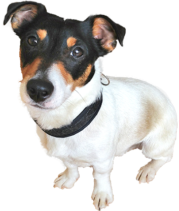 Saiba - Cachorro De Rua Png (864x426), Png Download