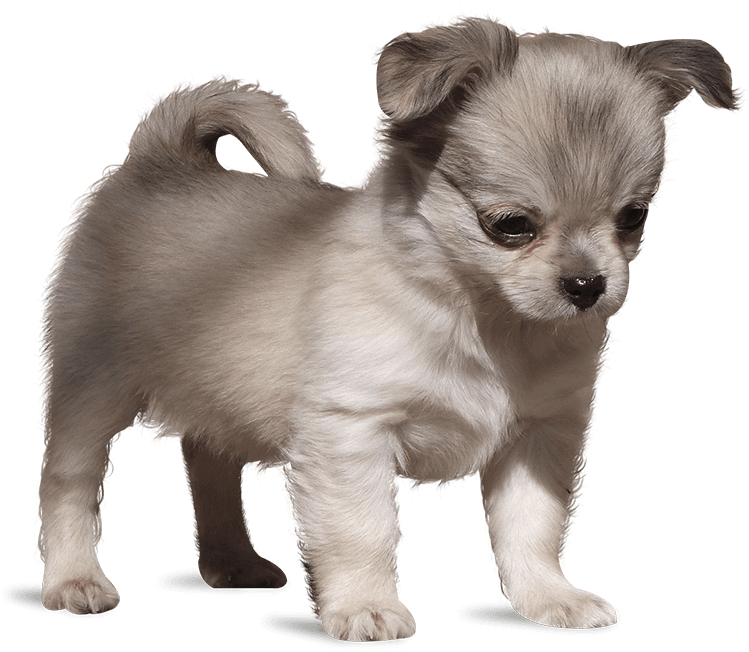 Para Animacion Platito - Ancient Dog Breeds (800x1013), Png Download