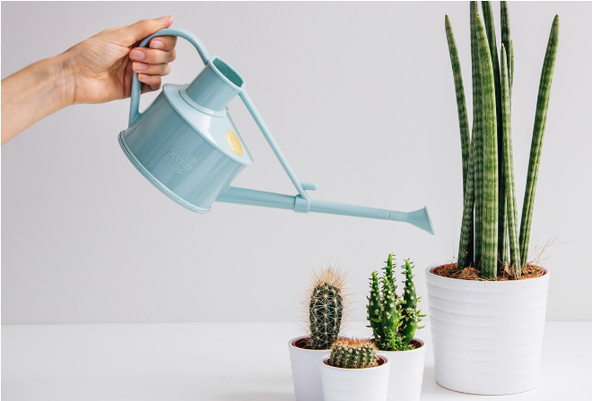 آبیاری کاکتوس (659x659), Png Download