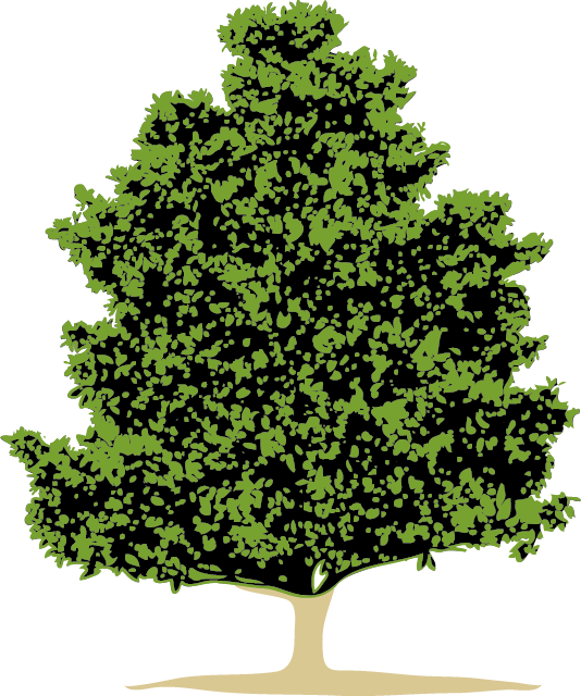 The Evergreen Magnolia Is Our Company Logo-the Evergreen - Png Árvore (534x640), Png Download