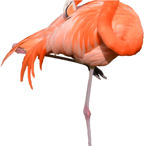 Flamingo Clipart Girly - Drawn Flamingo Transparent Background (640x480), Png Download