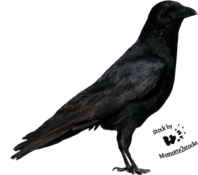 Cut-out Stock Png - Crow Png (696x619), Png Download