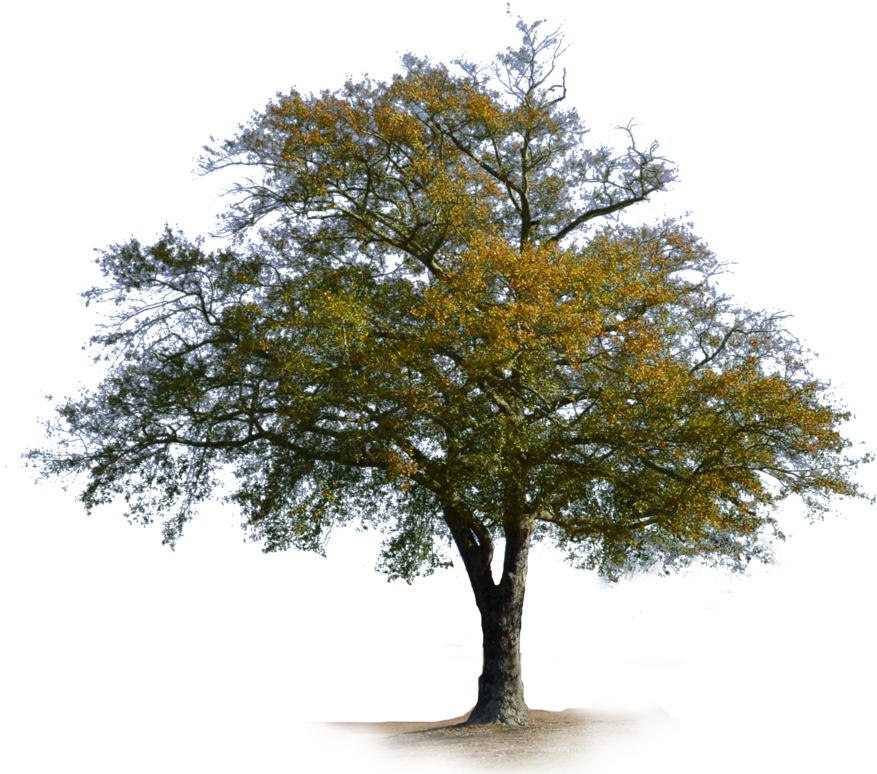 1012 X 790 14 - Oak (1012x790), Png Download