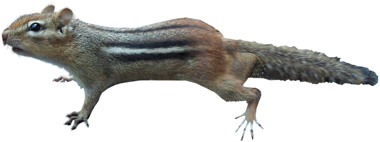 Chipmunk Png - Млекопитающие Анимации Пнг (762x720), Png Download