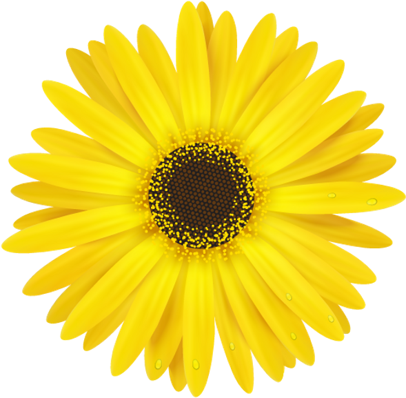 Daisy Bloom Flower Border Flowers White Bouquet Multipl - Sunflower Doodle (1024x1024), Png Download