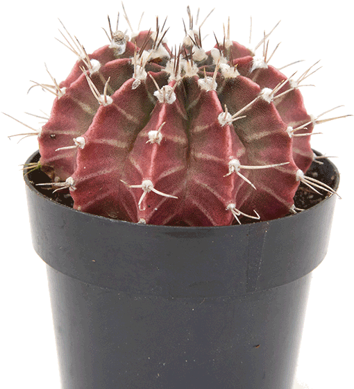 Gymnocalycium Purple Moon Cactus - Hedgehog Cactus (722x722), Png Download