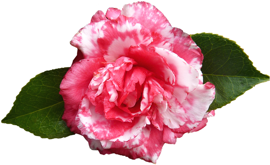 Camellia, Flower, Spring - Pink Camellia Flower Png (960x560), Png Download