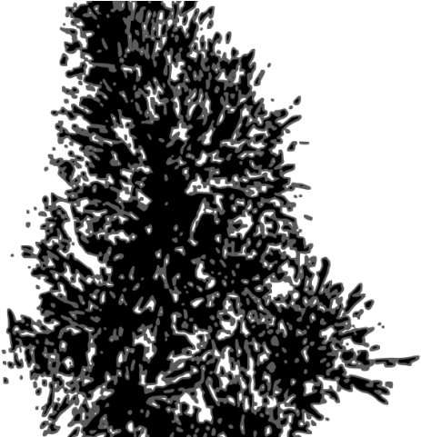 Pine Tree Clipart Star Silhouette - White Pine Tree Vector (640x480), Png Download