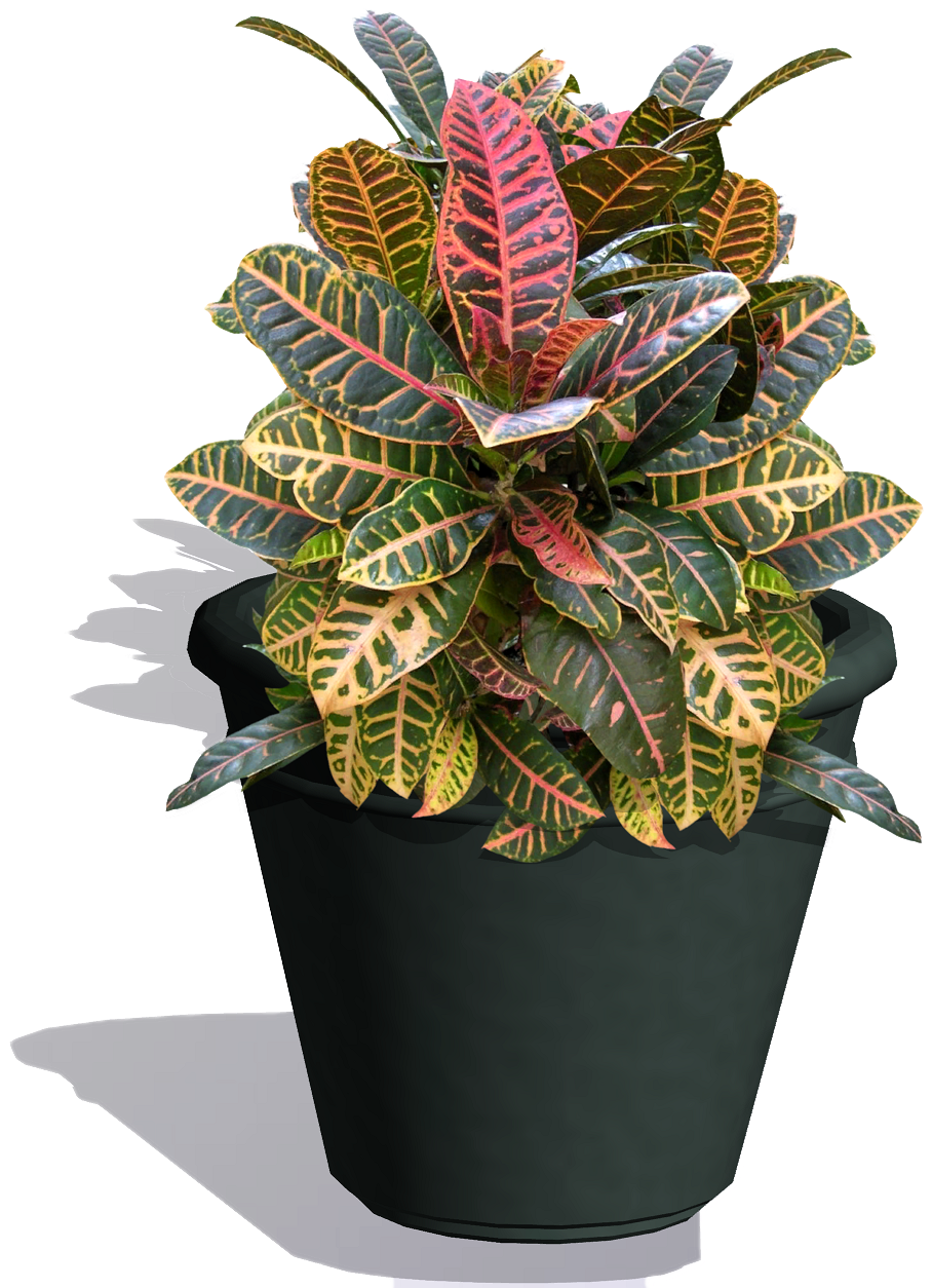 Croton Plant Is Grown For Its Leaf Color - Flowerpot (1280x1280), Png Download