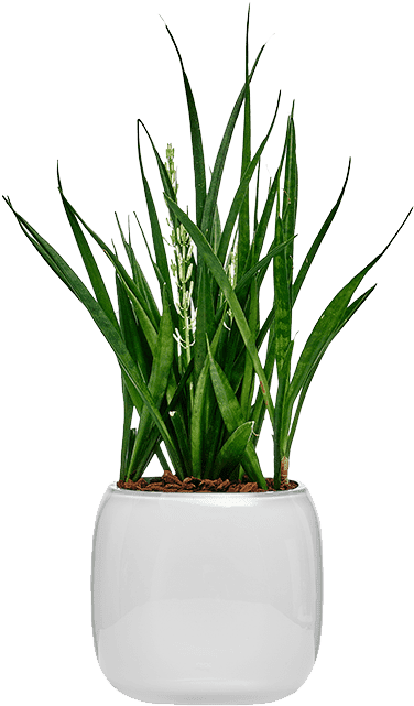 Mono Box - Flowerpot (540x660), Png Download