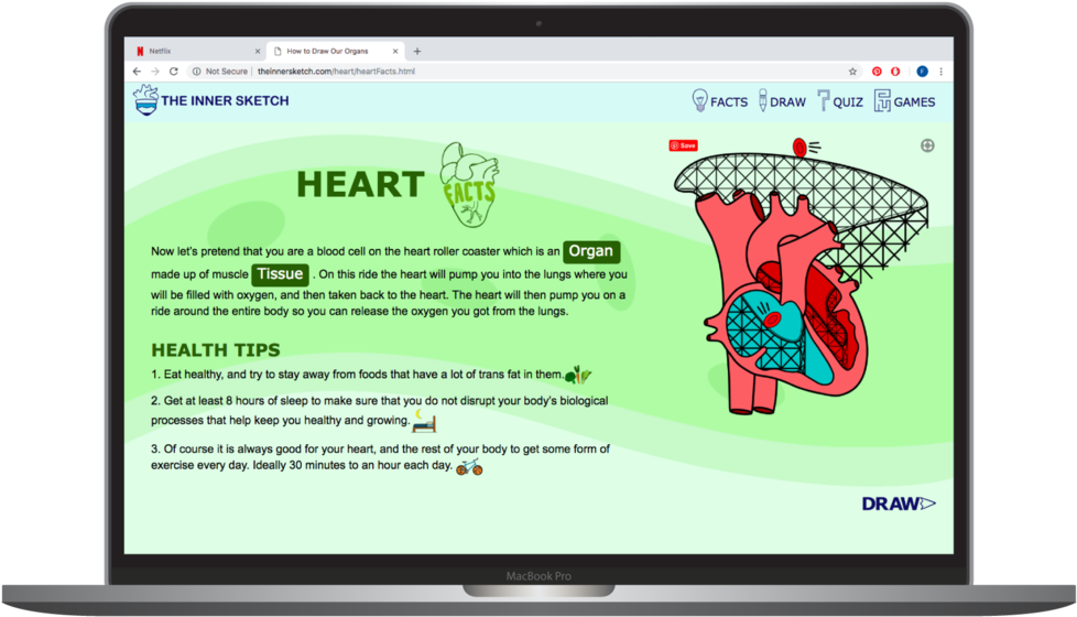 Innner Sketch Heart Facts (1000x571), Png Download
