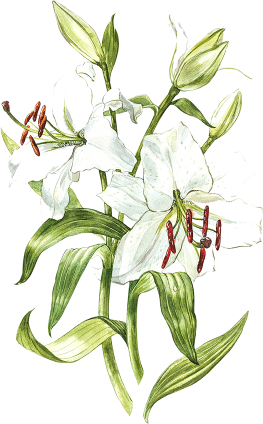 White Lily - White Lily Watercolor (805x847), Png Download