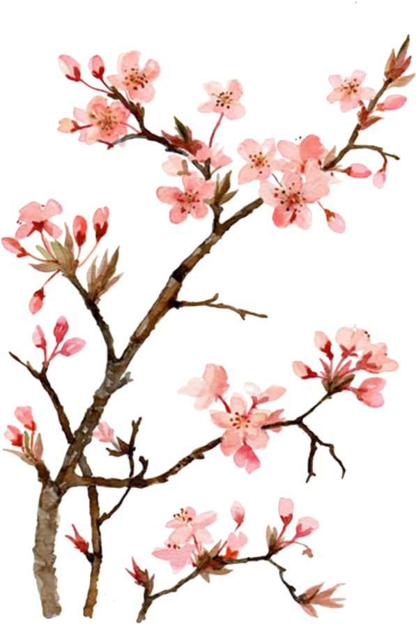 Twig Drawing Cherry Blossom - Japanese Cherry Blossom Flower Painting (700x930), Png Download