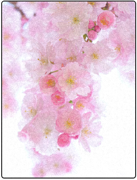 Beautiful Pink Japanese Cherry Tree Blossom Blanket - Cherry Blossom (800x800), Png Download