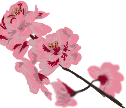 4y - Cherry Blossom (600x453), Png Download