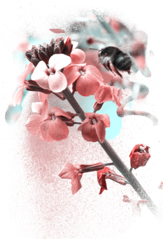 Web Design0 - Cherry Blossom (320x468), Png Download