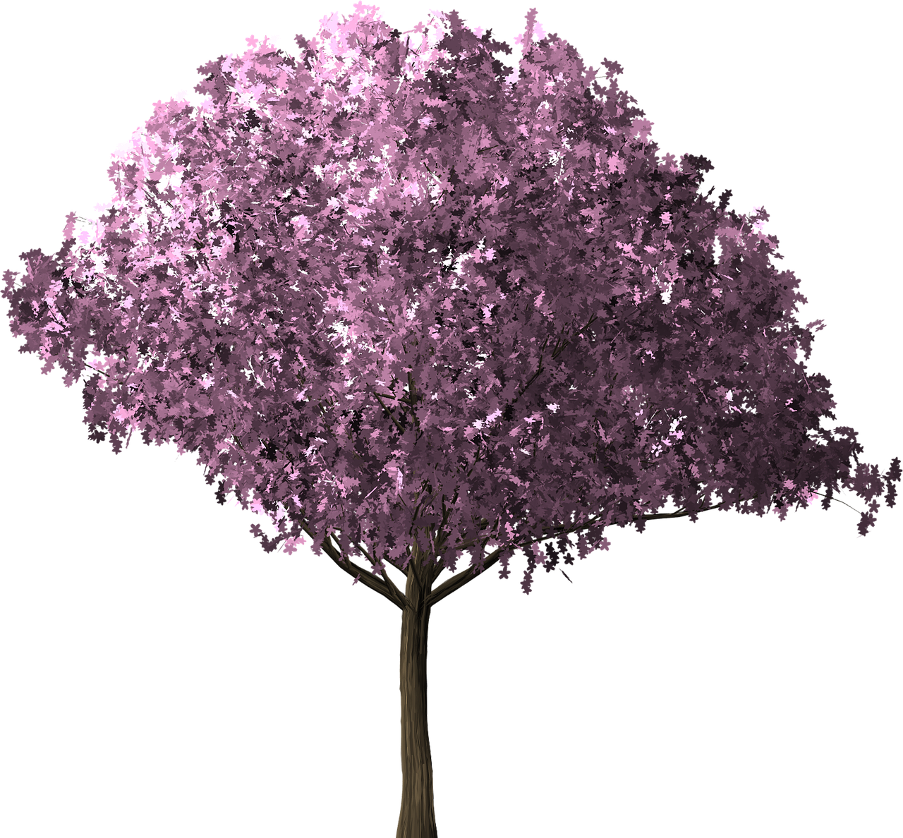 Cherry Blossom Tree Cherry Blossom Tree - Albero Di Ciliegio Png (1280x1188), Png Download