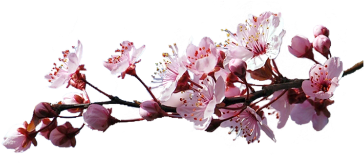 Цветы Гиф На Прозрачном Фоне (800x420), Png Download