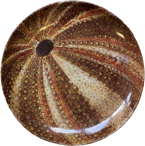 Sea Urchin Dinner Plate - Sea Urchin (500x500), Png Download