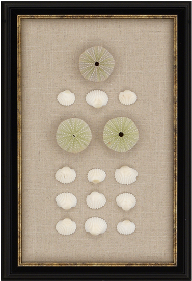 Sea Urchin - Paragon Sea Urchin Framed Wall Art (550x550), Png Download