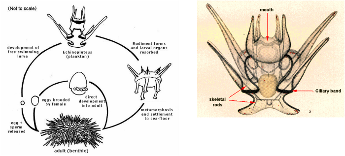 After A Few Months, The Larvae Become Baby Purple Sea - Reproductive Cycle Sea Urchin (700x317), Png Download
