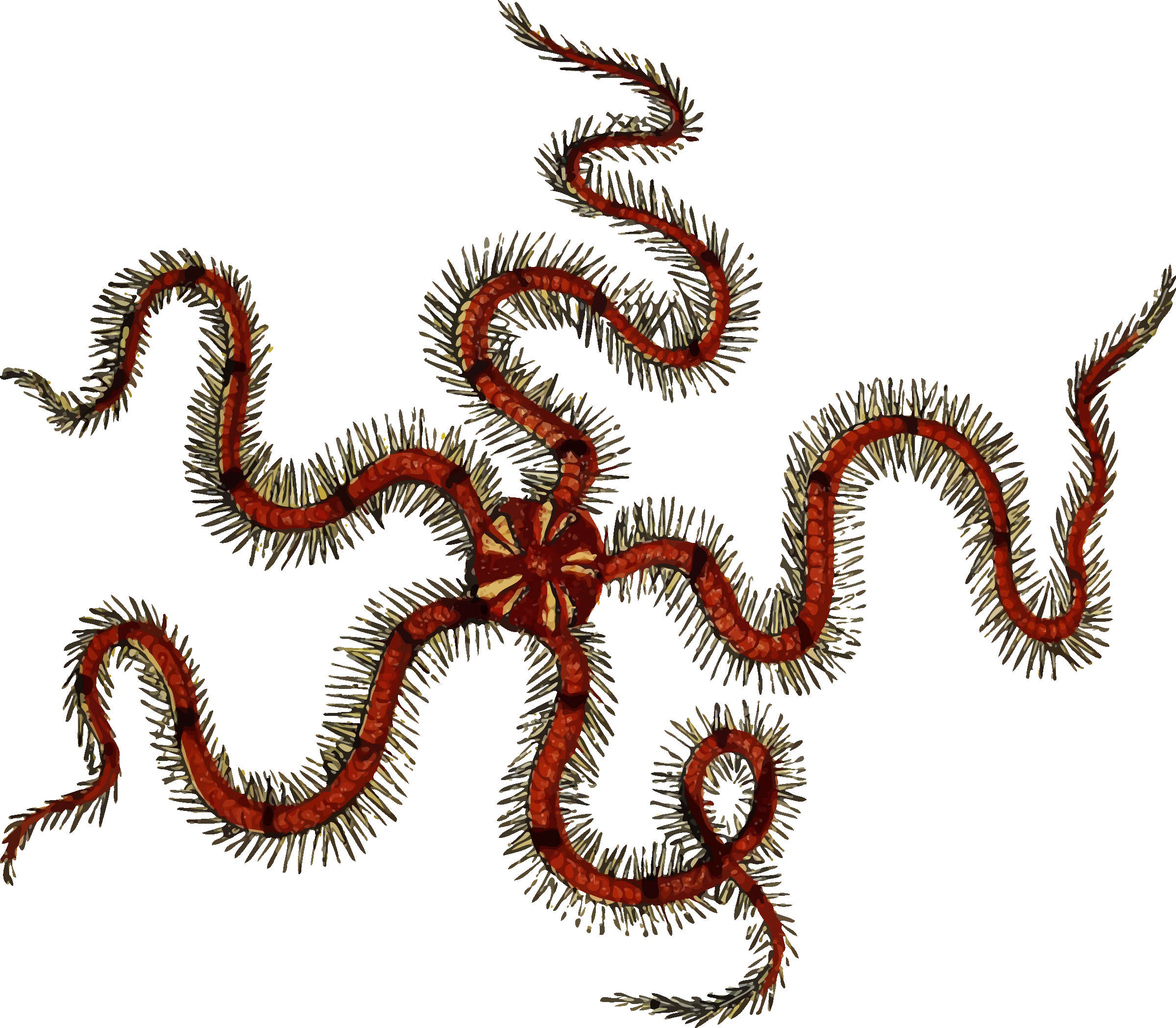 Transparent Worm Sea - Brittle Star Png (2400x2098), Png Download