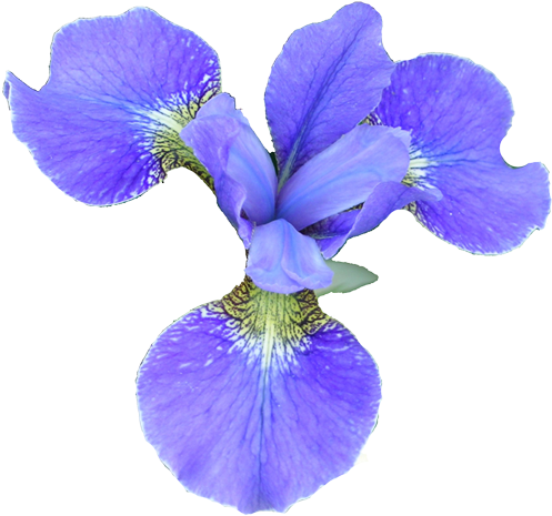 Flower - Iris Flower Png (502x476), Png Download