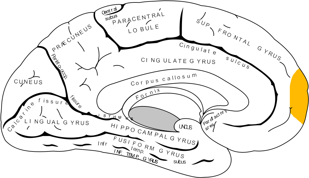 Gray727 Frontal Pole - Frontal Pole (1025x598), Png Download