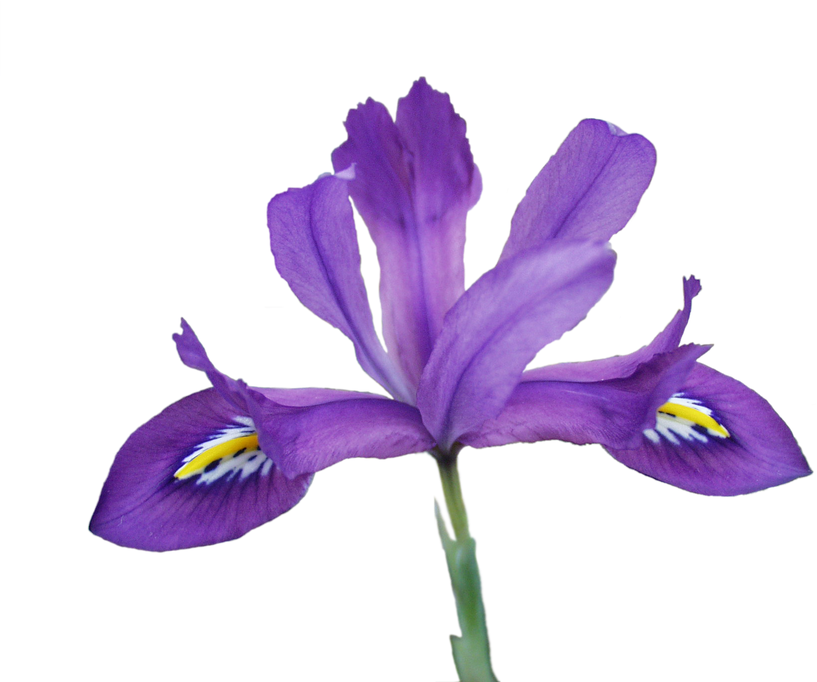 Png, Scentsational2 - Iris Versicolor Transparent (1712x1368), Png Download