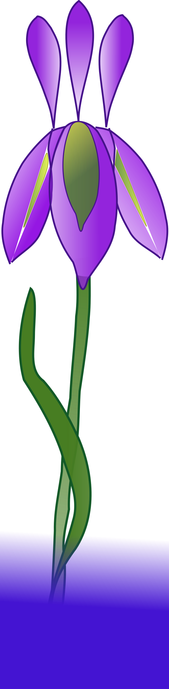 Iris Png (590x2400), Png Download