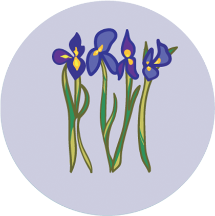 Yellow Iris (592x626), Png Download