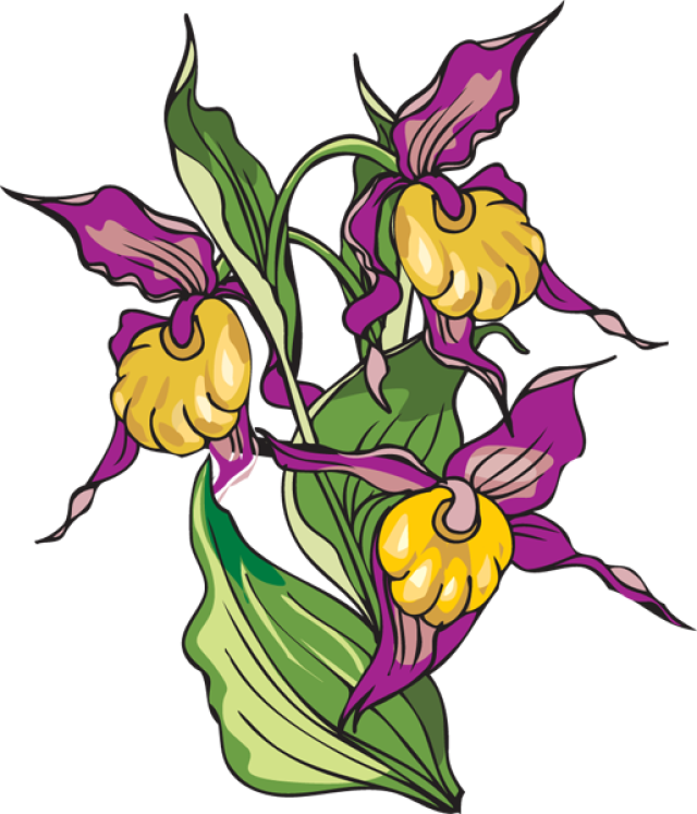 Iris Flower Clipart - Clip Art (640x747), Png Download