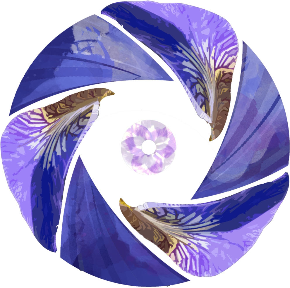 Iris Flower Png (1000x984), Png Download