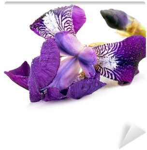Irises (400x400), Png Download