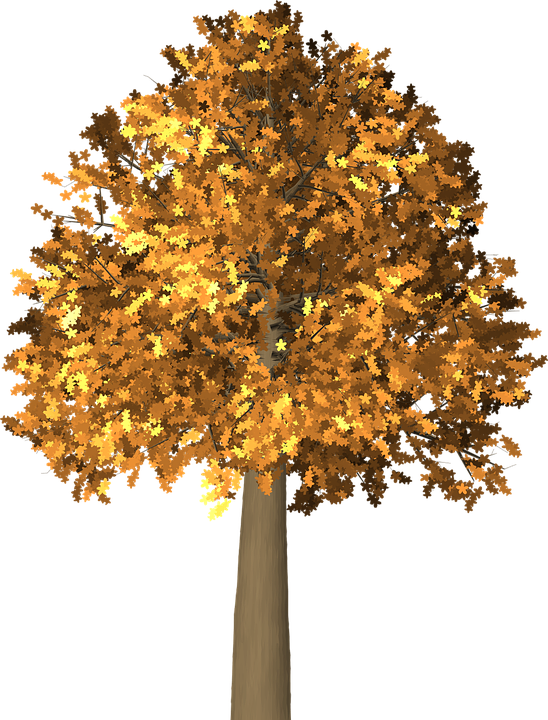 Tree Leaves Autumn - Arboles De Otoño Png (548x720), Png Download