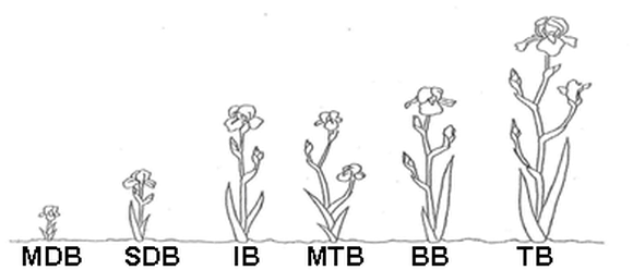 Iris Flower Drawing (614x259), Png Download