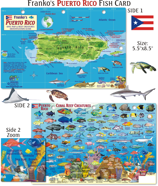 Florida Keys Reef Creatures Fish Id (539x634), Png Download