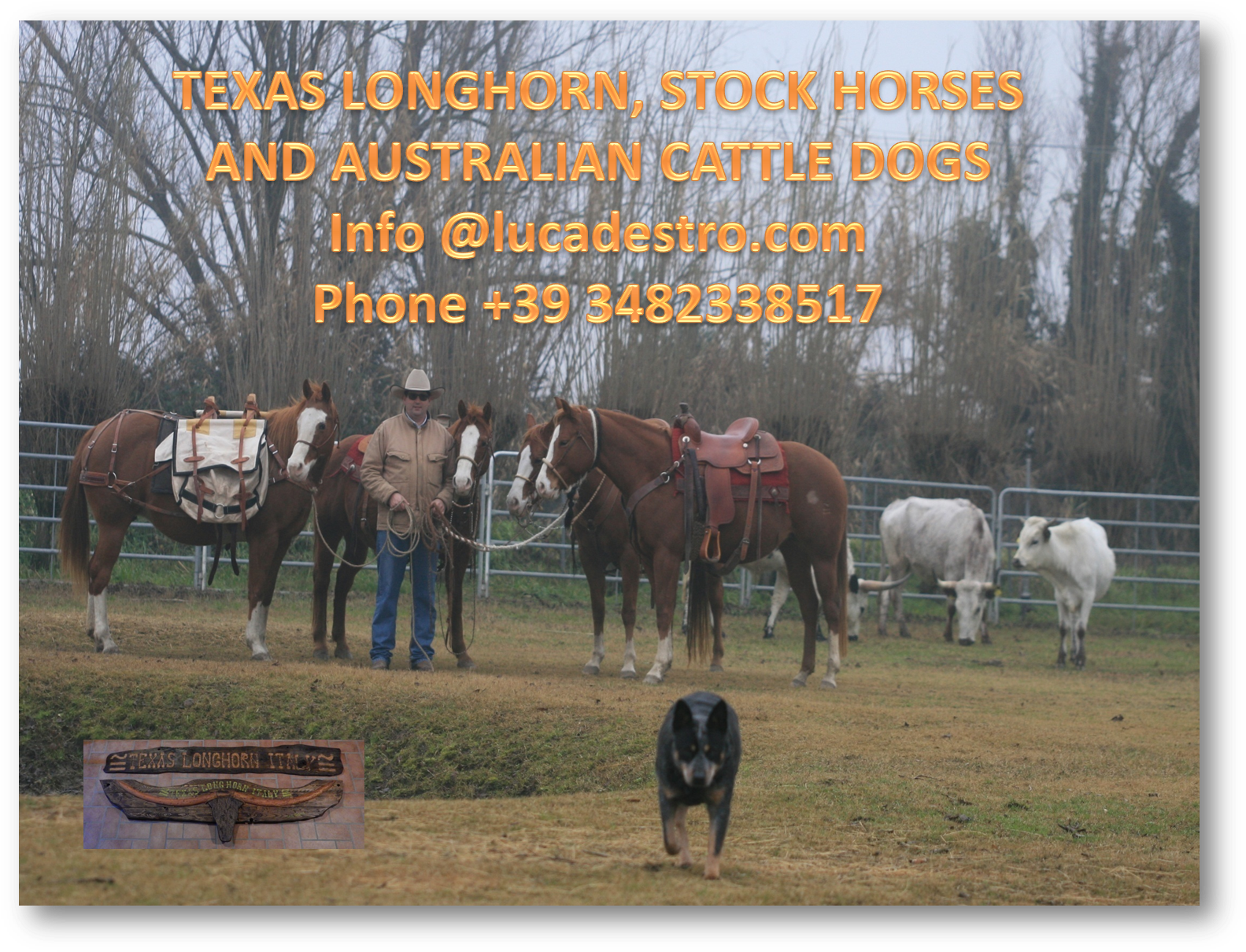Texas Longhorn, Stock Horses And Australian Cattle (1659x1222), Png Download