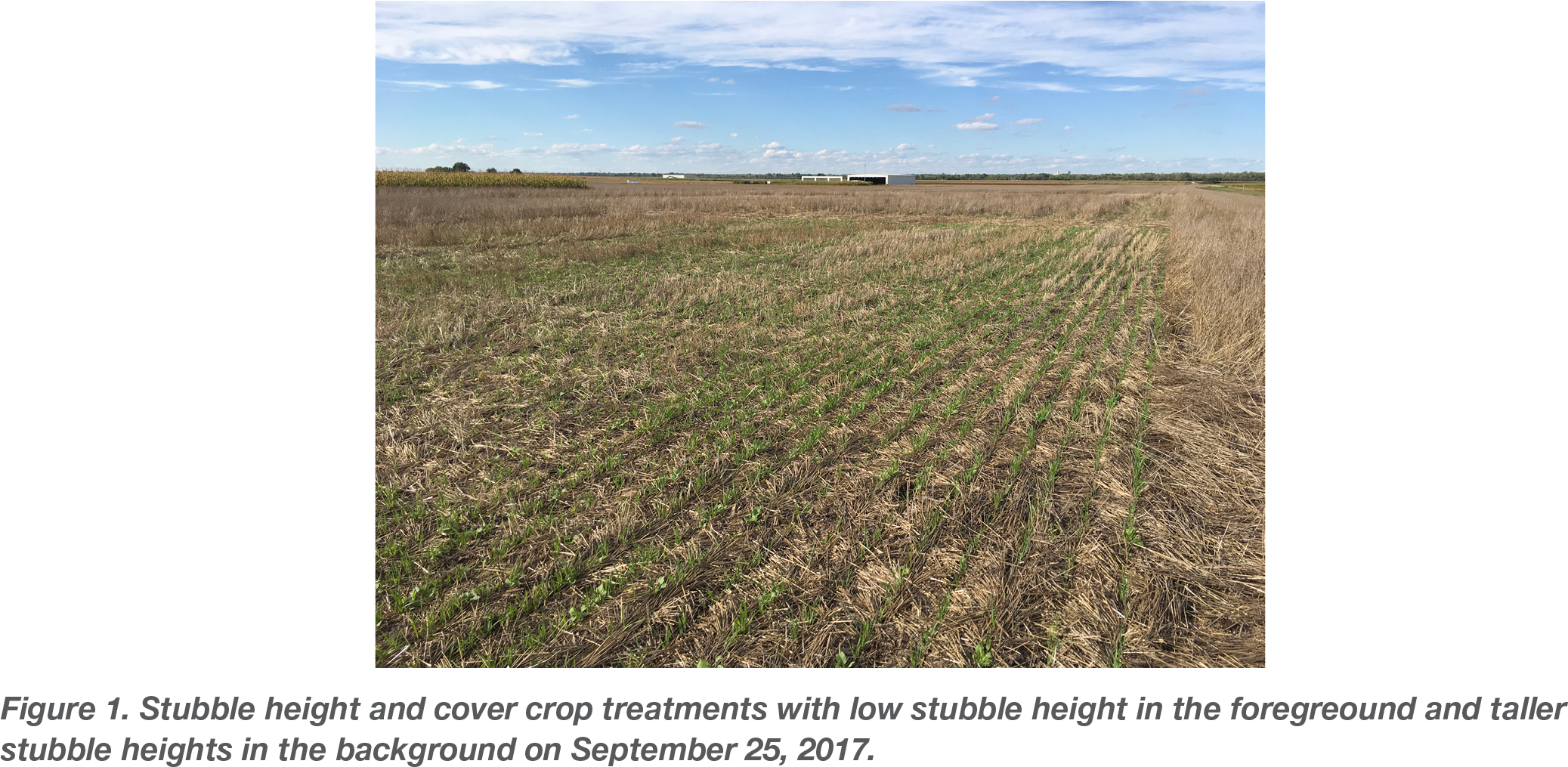 The Winter Hardy Cover Crop Was Terminated With Roundup - Field (2175x1018), Png Download