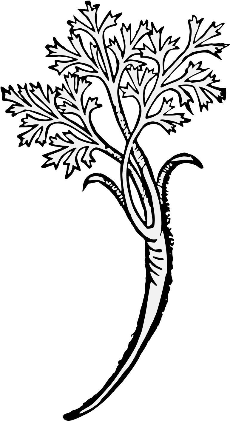 Carrot (806x1462), Png Download