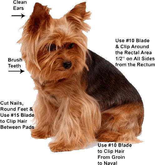 Yorkie Grooming (528x587), Png Download