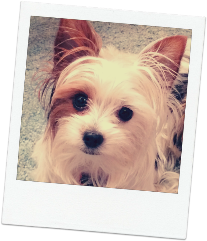 Pause - Yorkshire Terrier (685x800), Png Download