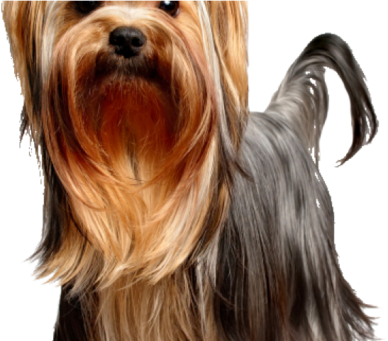 Yorkies Clipart Yorkie Dog - Yorkshire Terrier Png (640x480), Png Download
