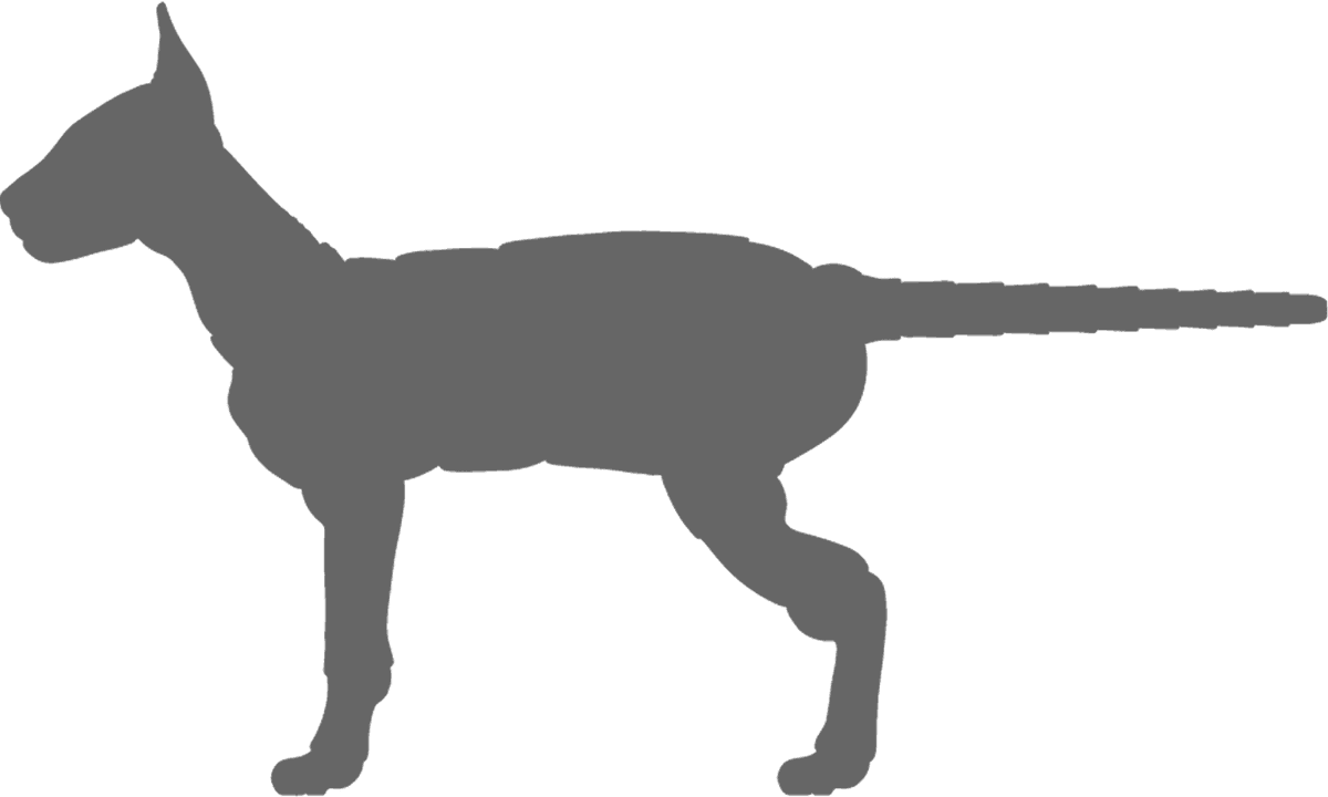 Okapi (1200x720), Png Download