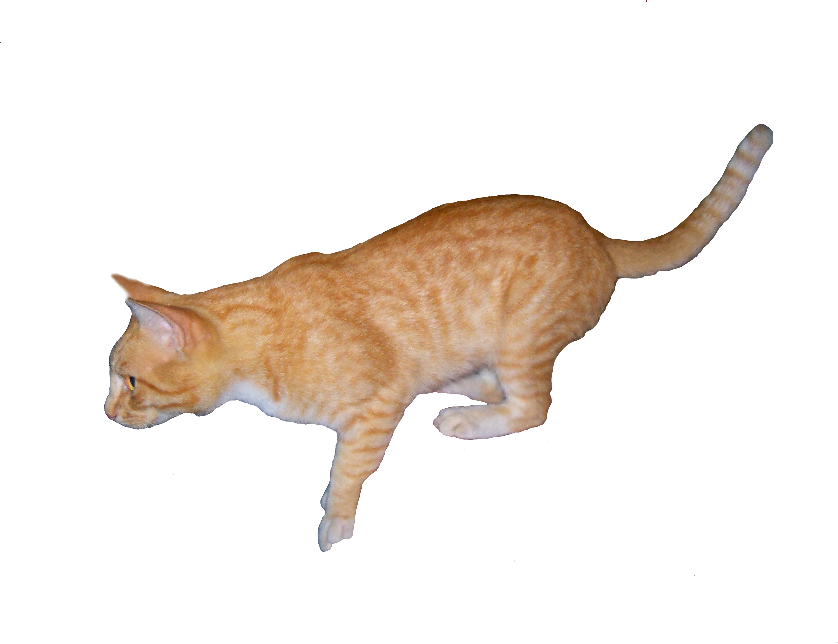 Orange Cat Png - Arabian Mau (3648x2736), Png Download