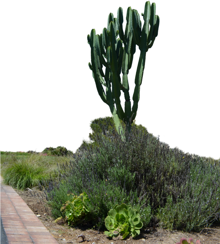 Tropical Cactus Garden Stock Photo Png By - Cactus Garden Png (727x1098), Png Download