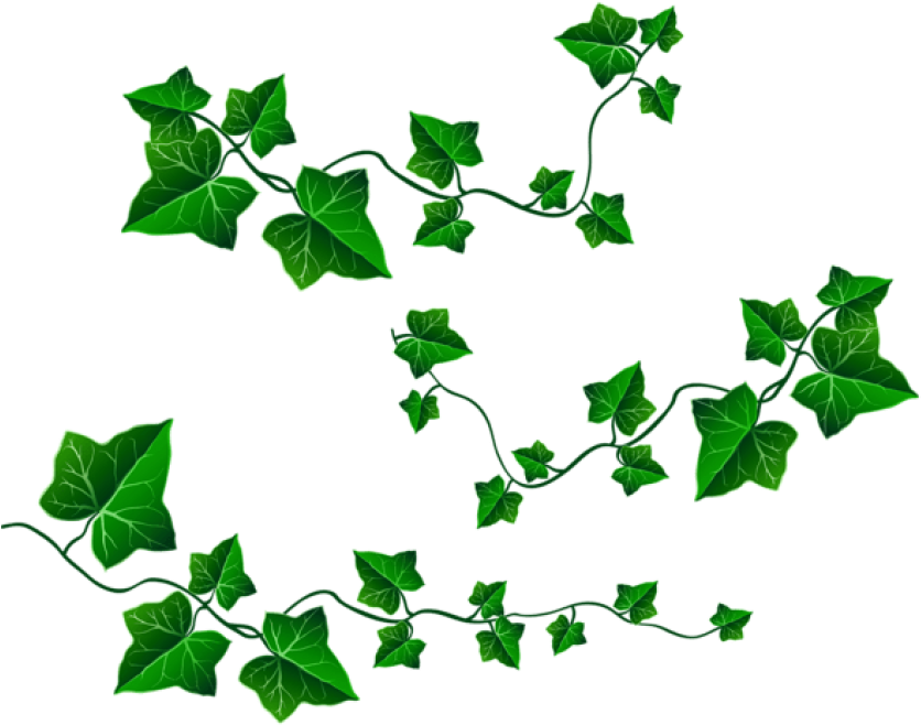 Vine Transparent - Clipart Vines And Leaves (850x676), Png Download