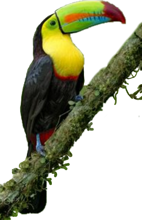 Bird (480x743), Png Download