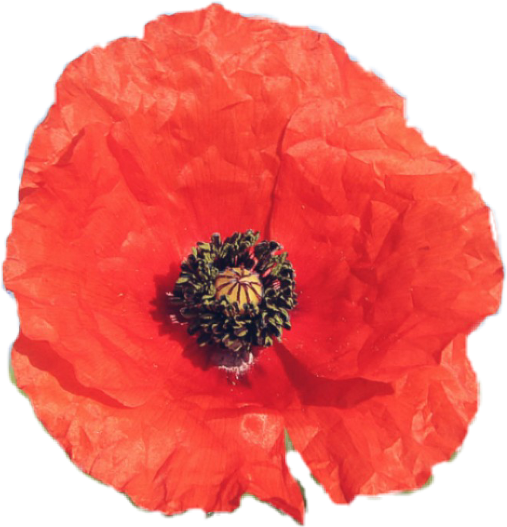 Flower Sticker - Corn Poppy (1024x1063), Png Download
